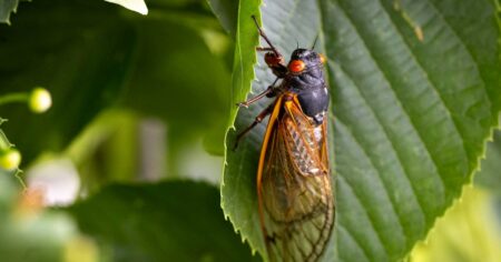 Bourbon chick: cicadas emerge in kentucky after 17 years of
