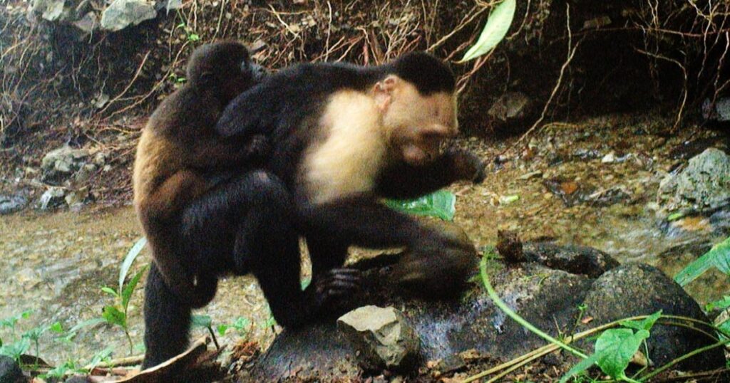 Capuchin monkey captured on camera with a baby howler monkey