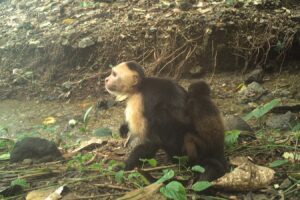 Capuchin monkey snatches baby howler monkey in unusual trend
