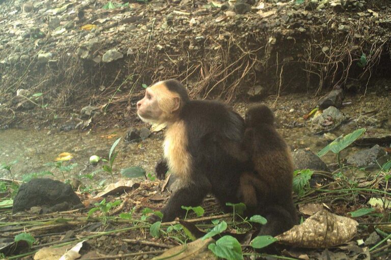 Capuchin Monkey Snatches Baby Howler Monkey in Unusual Trend Capuchin monkey snatches baby howler monkey in unusual trend