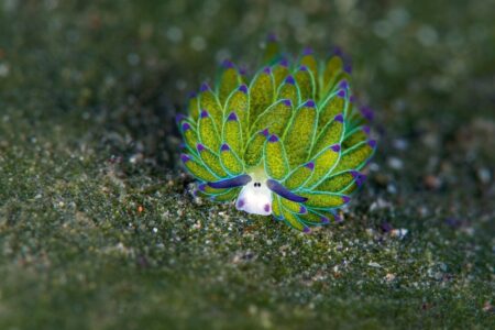 Charming maniacs in the wild: why does this adorable sea
