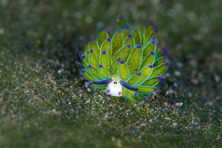 Charming maniacs in the wild: why does this adorable sea