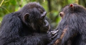 Chimpanzees utilize healing plants for wound care