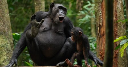 Chimpanzees Utilize Various Linguistic Attributes to Communicate About One Another Chimpanzees utilize various linguistic attributes to communicate about one another