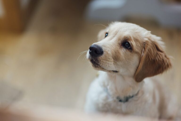 Discover your dog's personality with these adorable puppy tests!