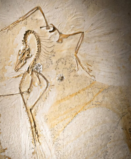 Discovery of a newly preserved specimen of archeopteryx