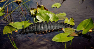 Encountering a crocodile: here's what you should do