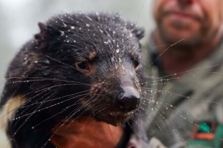 Flash floods devastate crucial habitats for australian wildlife
