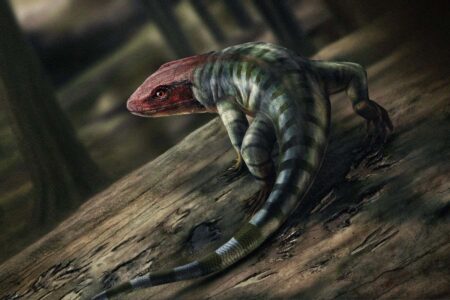 Fossil Trucks Redefine the Story of Terrestrial Animals, Departing from Aquatic Origins Fossil trucks redefine the story of terrestrial animals, departing from