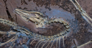 Fossils indicate that feathered creatures flew like chickens