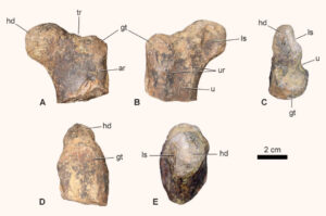 Fossils of central jurassic serapodan dinosaurs discovered in morocco