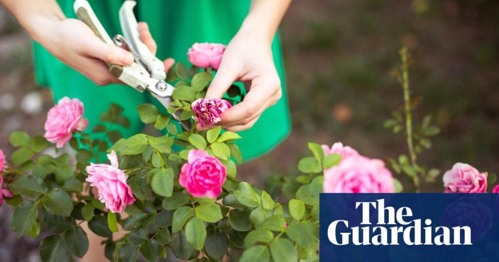 From ideal gardening tools to eight pounds of mascara: my