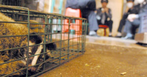 Genetic research uncovers the origins of bats