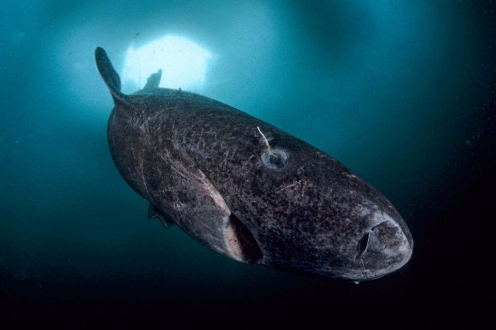 How greenland sharks survive for centuries without going blind