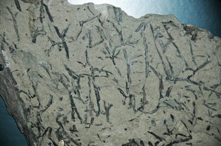 How Intricate Plants Have Transformed the Oceans How intricate plants have transformed the oceans