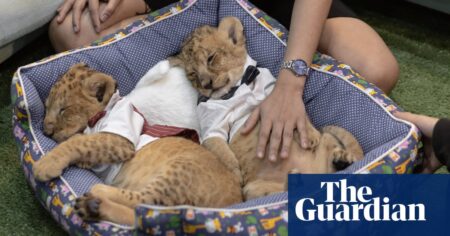 Inside the cub breeding farm on tiktok and instagram: the