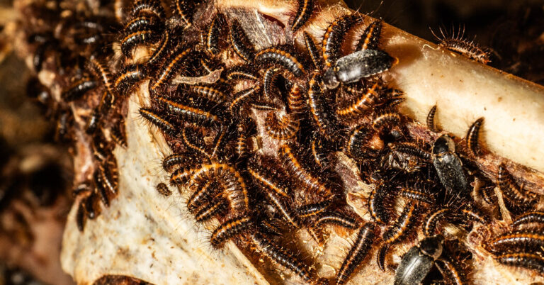 Inside the museum: beetles feeding on meat for scientific research