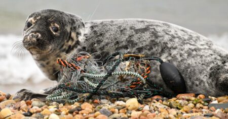 Introducing the new england team dedicated to seal conservation