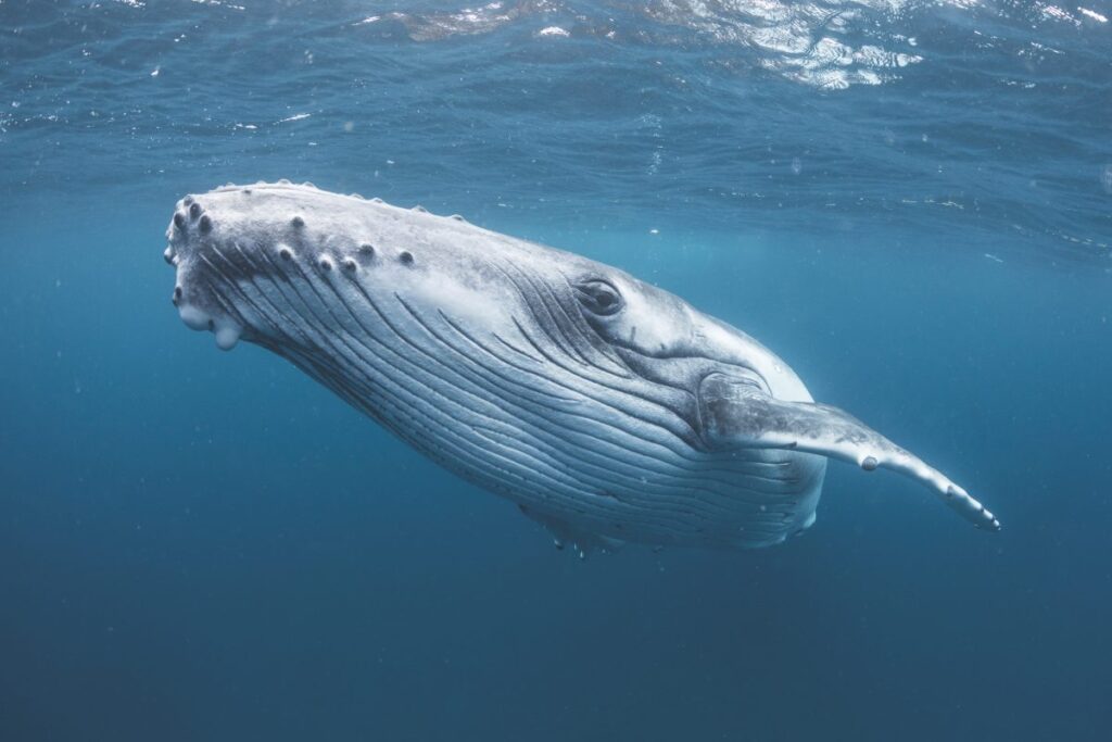 It suggests that humpback whales are nearsighted and often collide