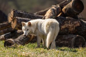 Leading scientists acknowledge they aren't creating truly miserable wolves