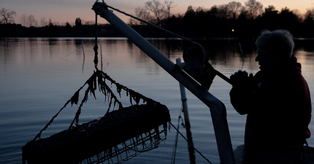 Maryland's sewage sludge fertilizer: virginians express discontent.