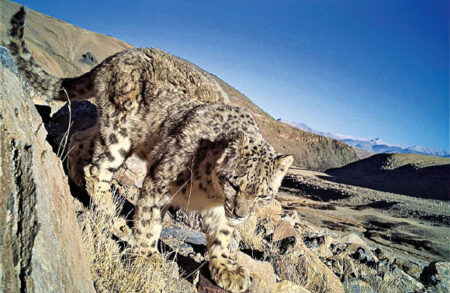 New camera trap survey shows predominance of indian snow leopards