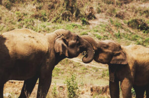 New research reveals asian elephants have larger brains than their