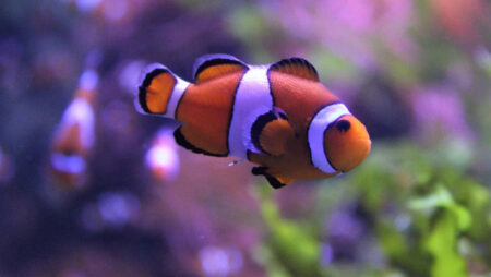 New research reveals clown anemone fish shrink to survive heat