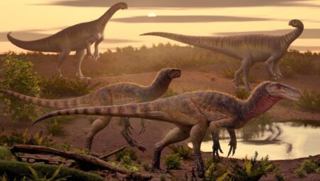 New species of herrerasaurus discovered in india