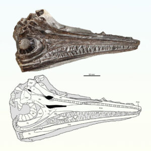 Newly discovered shallow water fish species in portugal