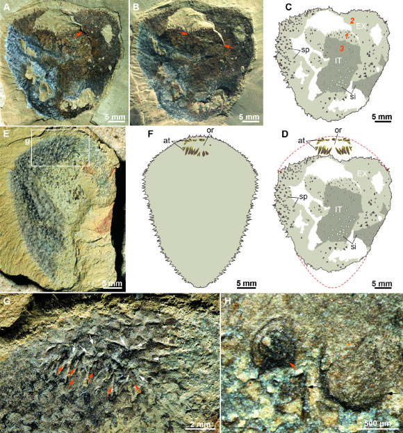 Paleontologists Unravel the Mystery of Cambrian Fossils Veiled by Spines Paleontologists unravel the mystery of cambrian fossils veiled by spines