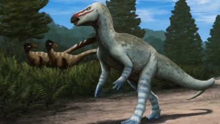 Paleontologists unveil a newly discovered species of loveddonton dinosaur