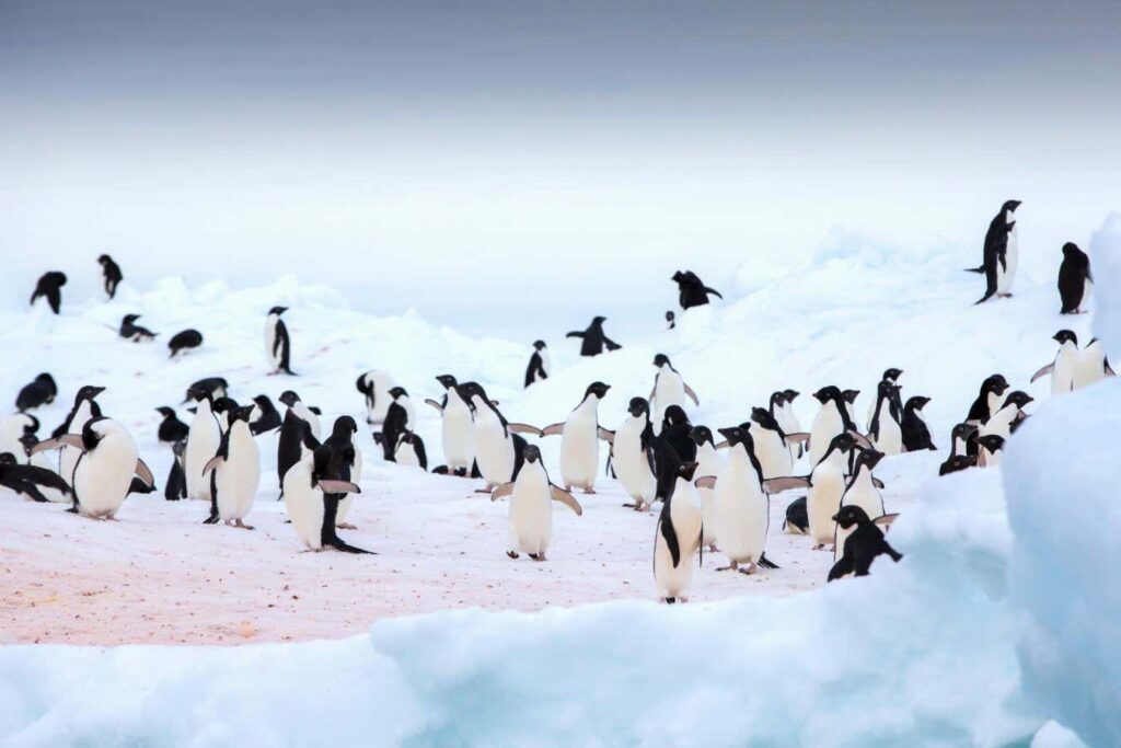 Penguin droppings contribute to antarctica's cooling effects
