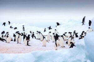 Penguin droppings contribute to antarctica's cooling effects