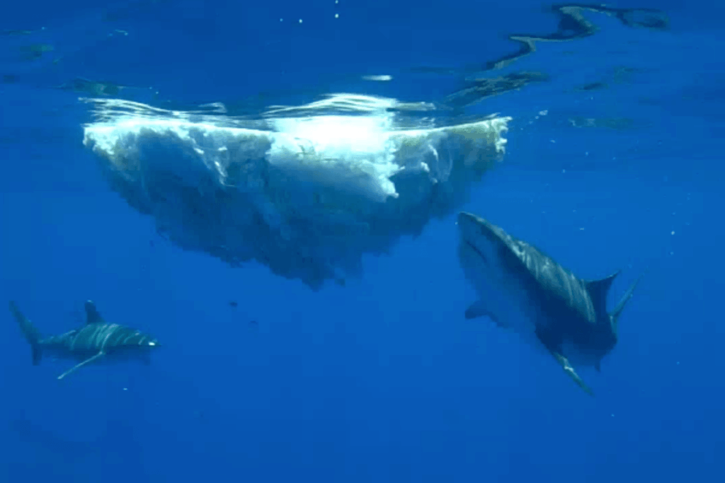 Rare footage reveals sharks feeding in unison