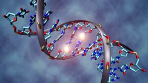 Research indicates long range gene regulation evolved over 650 million years