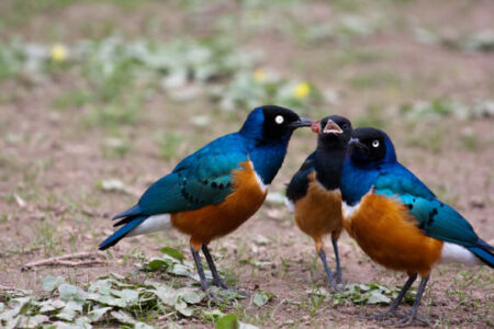 Research Reveals: Africa’s Stunning Starry Skies Foster Bonds of Friendship Research reveals: africa's stunning starry skies foster bonds of friendship