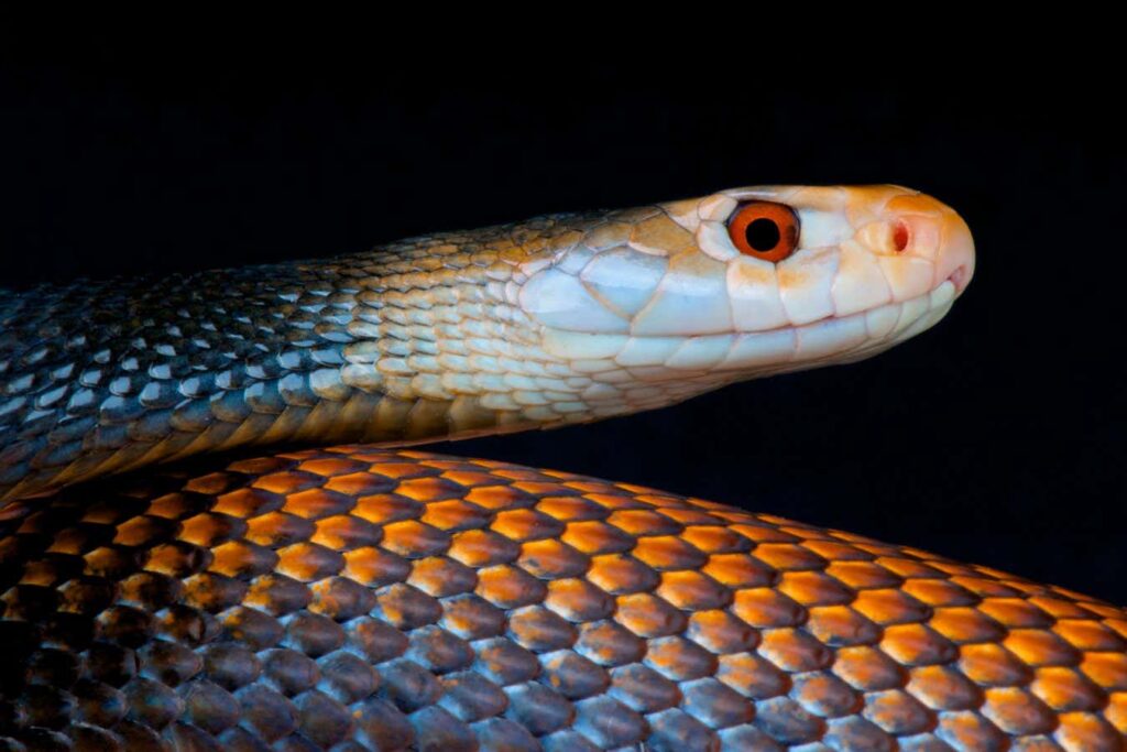 Revolutionary anti venom solutions combat the world's most lethal snakes
