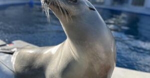 Ronan of sea lion likely outshines you at keeping the