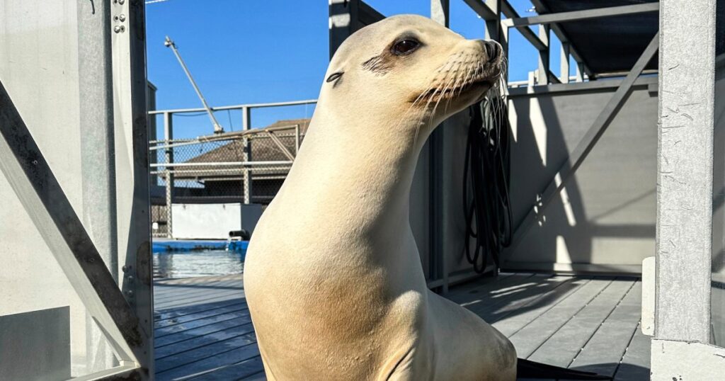 Ronan the sea lion: keeping time better than humans