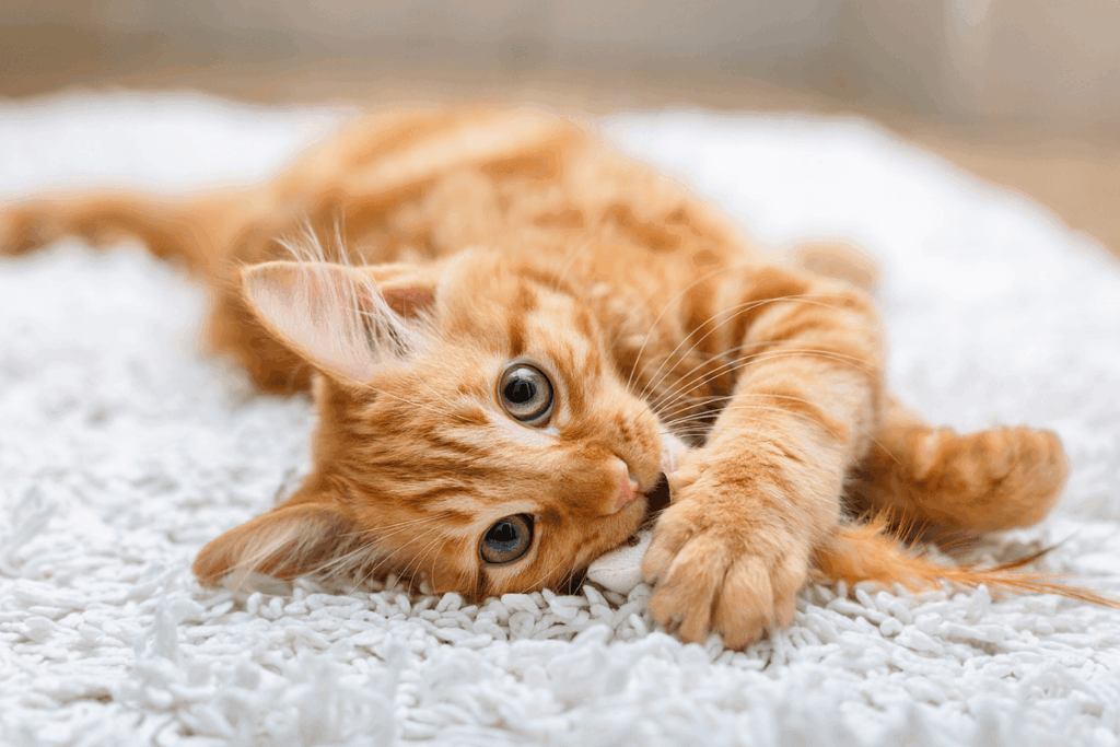 Science confirms: a ginger cat is a genetic anomaly