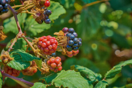 Scientists discover the genetic region responsible for unsticking blackberry canes