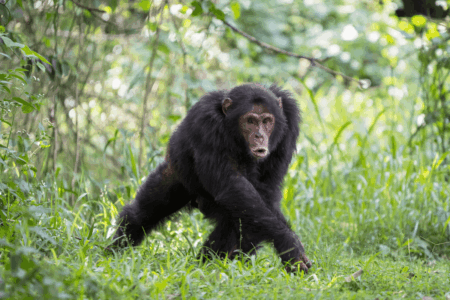 Scientists in the dark as chimpanzees are photographed with drums
