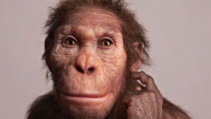 Studies indicate diverse hand grips used by australopithecus sediba and