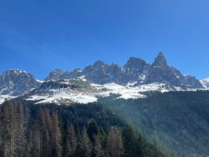 Study: spruce trees anticipate solar eclipses and align bioelectric activity