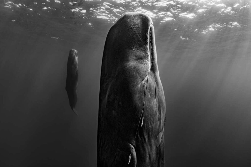 Stunning photos showcase nature's unforgettable resilience