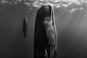 Stunning photos showcase nature's unforgettable resilience