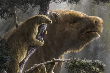 The giant ground sloth developed three distinct rotations for a