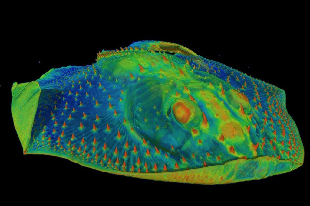 The initial teeth: sensory organs of ancient fish skin