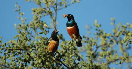 These Stunning Birds Create Enduring Bonds These stunning birds create enduring bonds